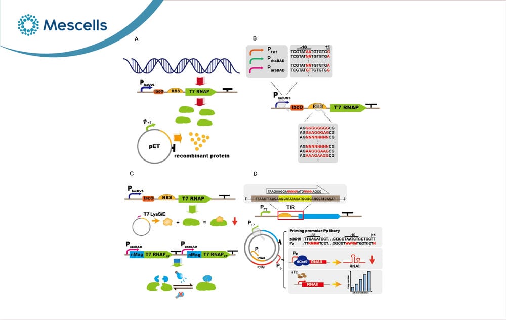 Enzyme là gì-11