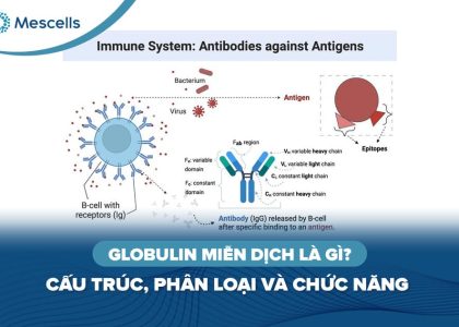Globulin miễn dịch là gì-01