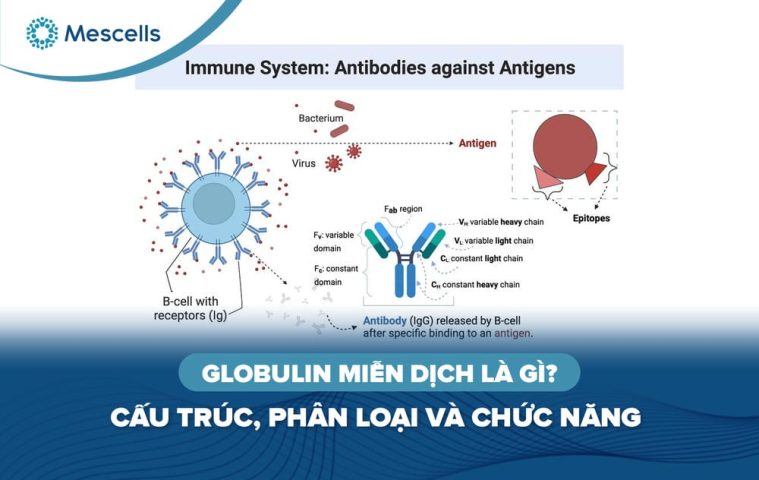 Globulin miễn dịch là gì-01