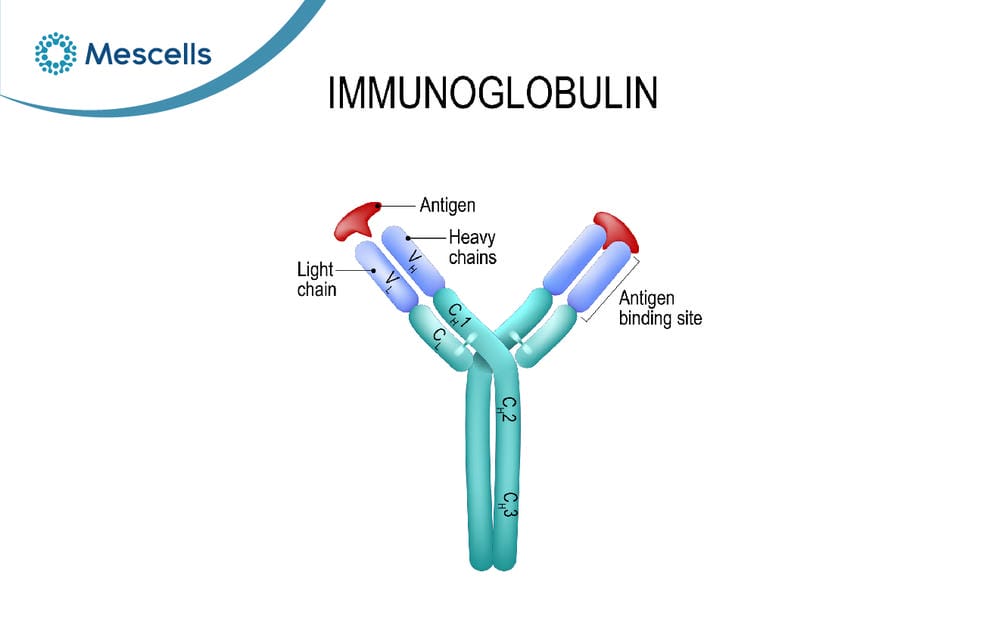 Globulin miễn dịch là gì-02