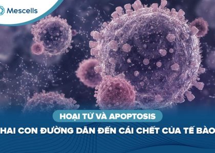 Hoại tử và apoptosis-01