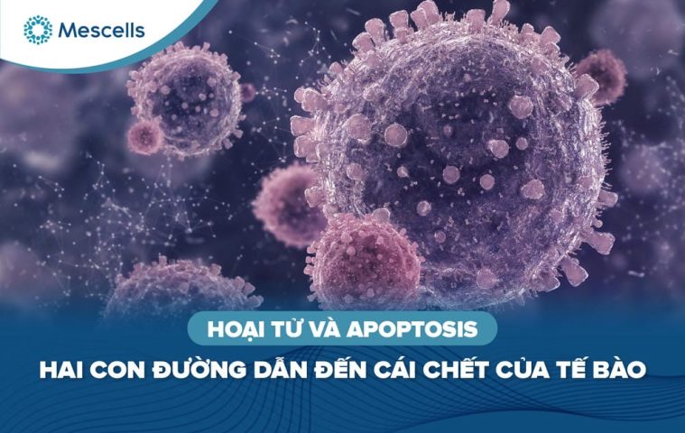 Hoại tử và apoptosis-01