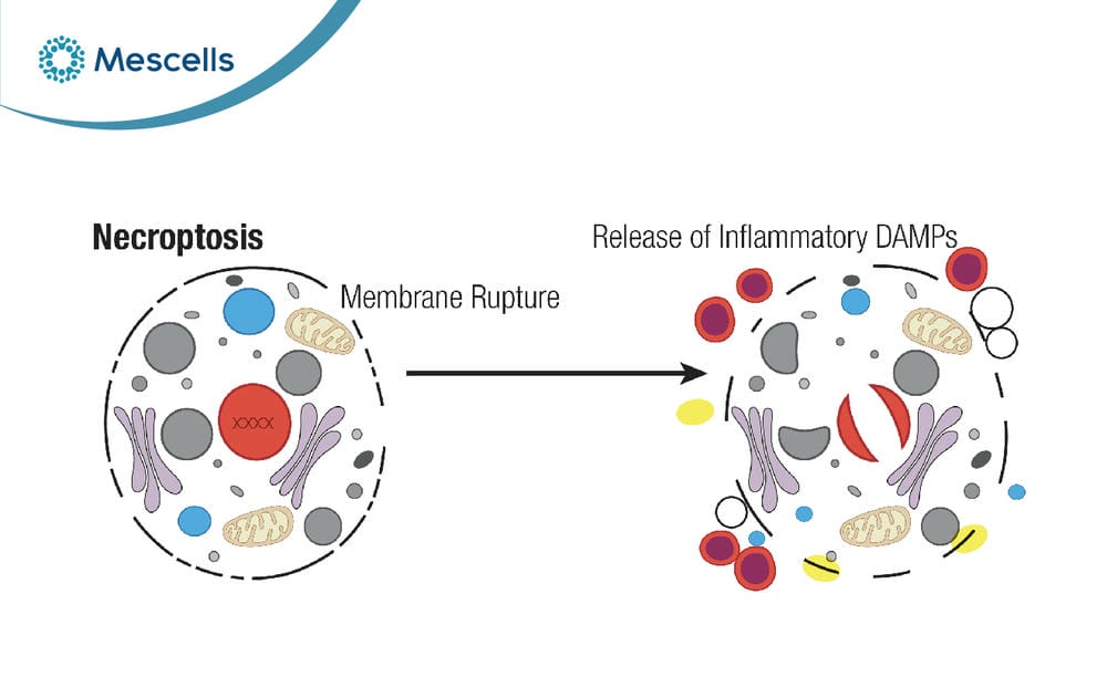 Hoại tử và apoptosis-02