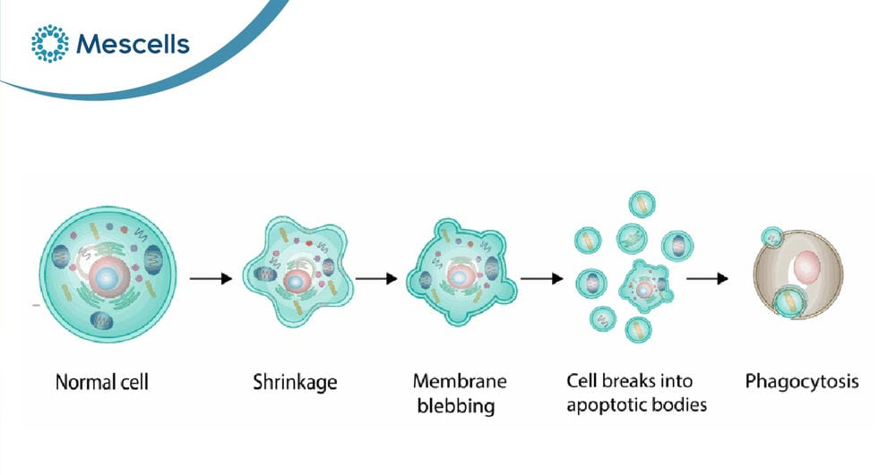 Hoại tử và apoptosis-03