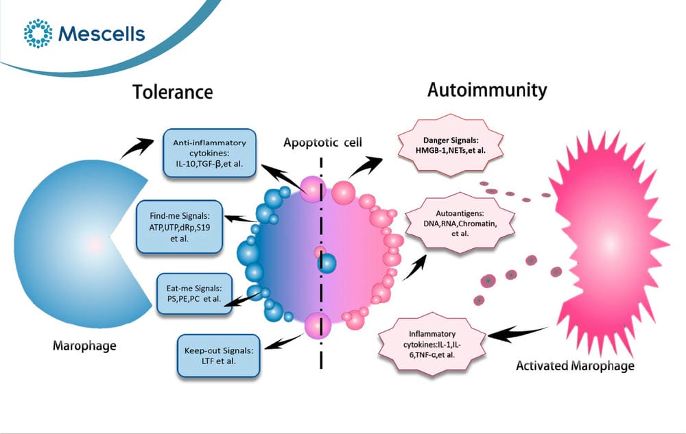 Hoại tử và apoptosis-05