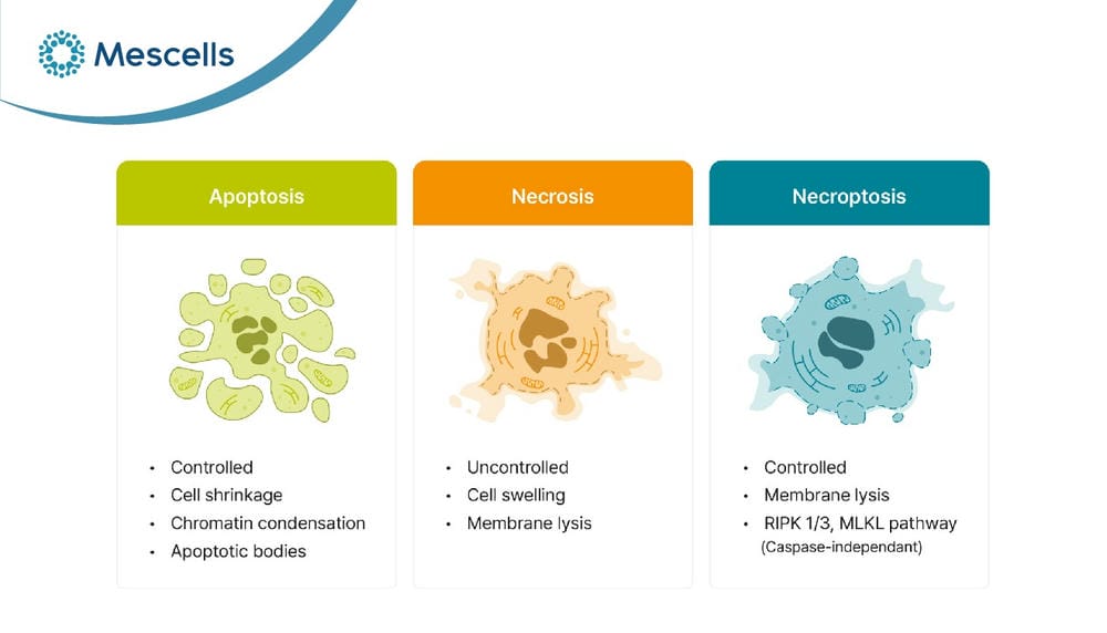 Hoại tử và apoptosis-06