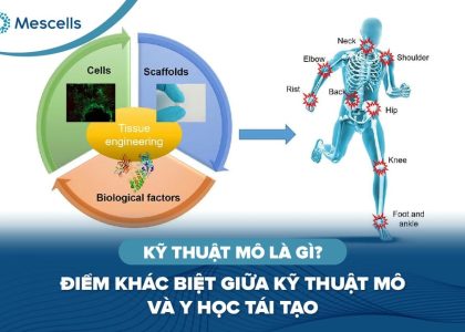 Kỹ thuật mô là gì-01