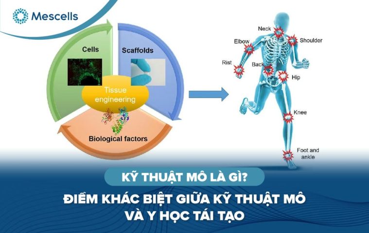 Kỹ thuật mô là gì-01