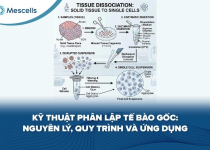 Kỹ thuật phân lập tế bào gốc-01