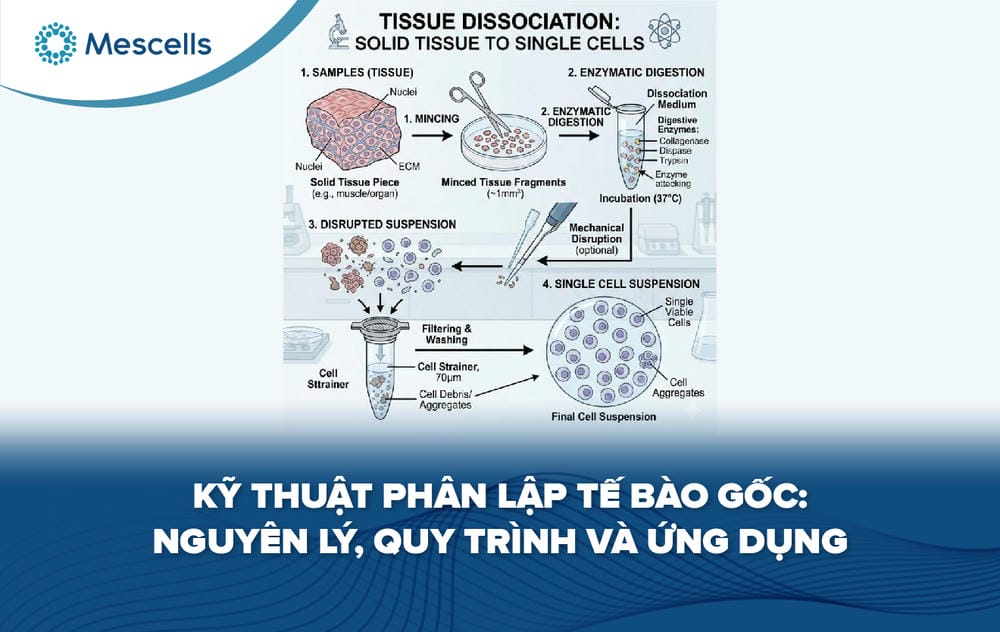 Kỹ thuật phân lập tế bào gốc-01