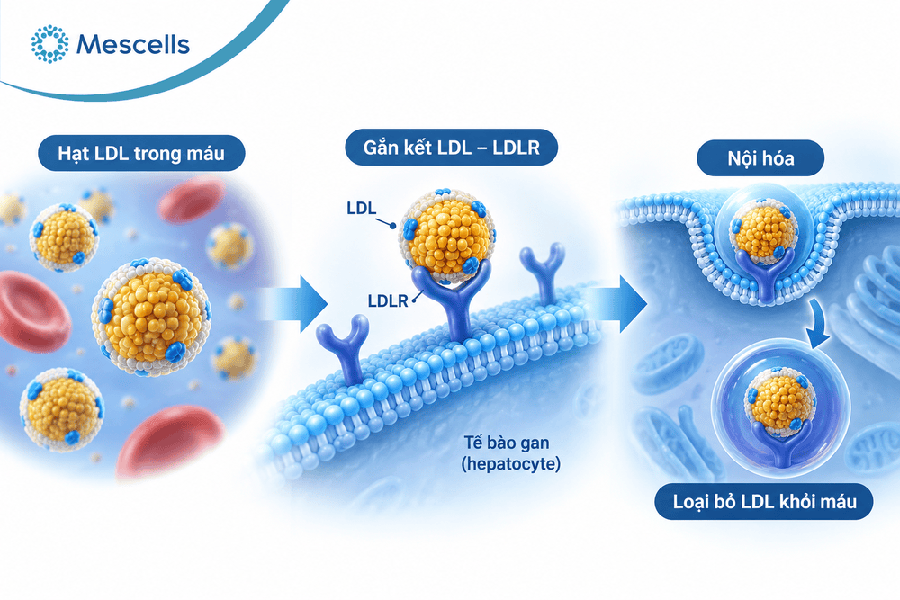 Lipid là gì-3