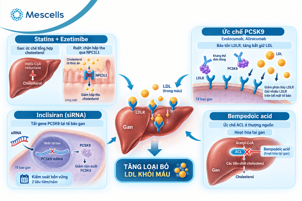 Lipid là gì-4