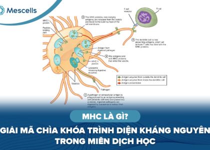 MHC là gì-01