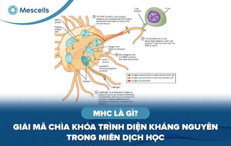 MHC là gì-01