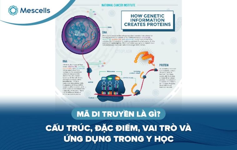 Mã di truyền là gì-01