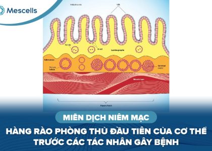 Miễn dịch niêm mạc-01