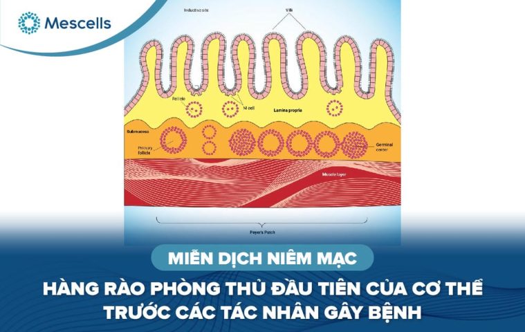 Miễn dịch niêm mạc-01
