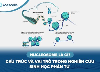 Nucleosome là gì-01