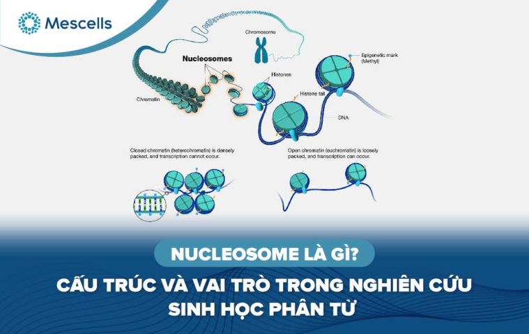 Nucleosome là gì-01