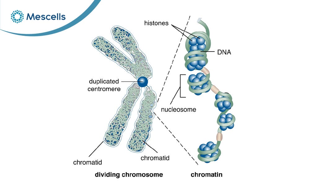 Nucleosome là gì-02