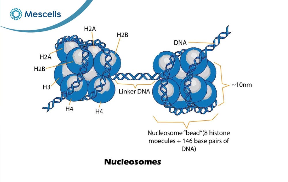 Nucleosome là gì-03