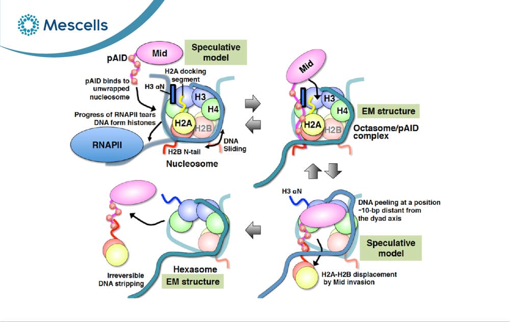 Nucleosome là gì-06