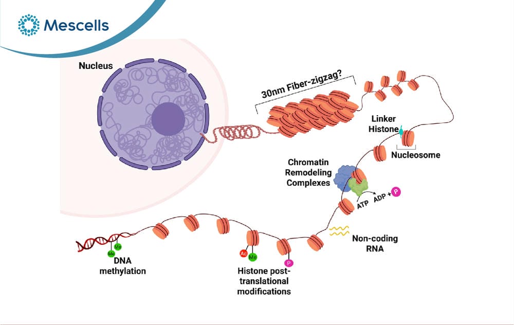 Nucleosome là gì-07