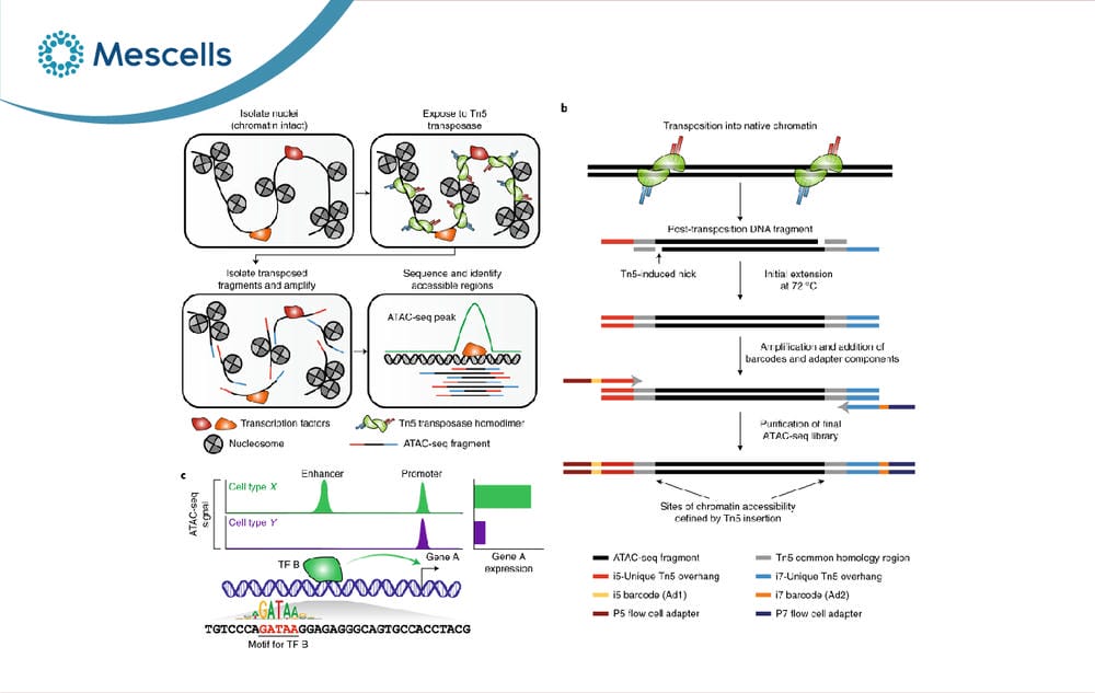 Nucleosome là gì-09