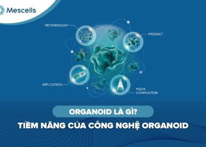 Organoid là gì Tiềm năng của công nghệ organoid-01