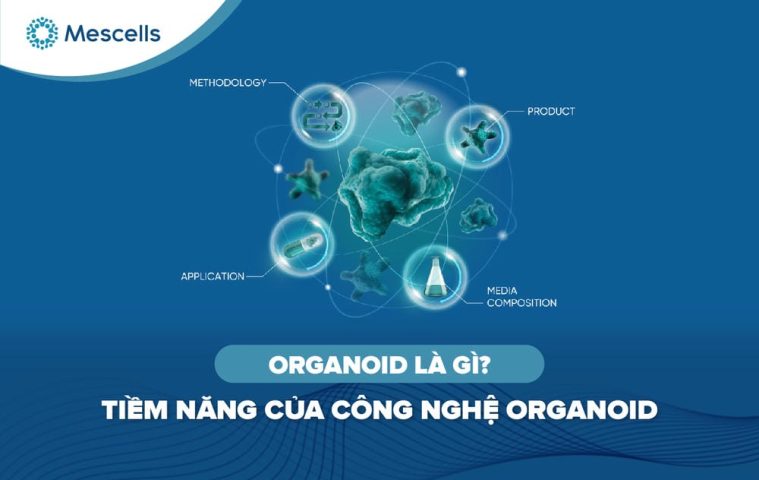 Organoid là gì Tiềm năng của công nghệ organoid-01