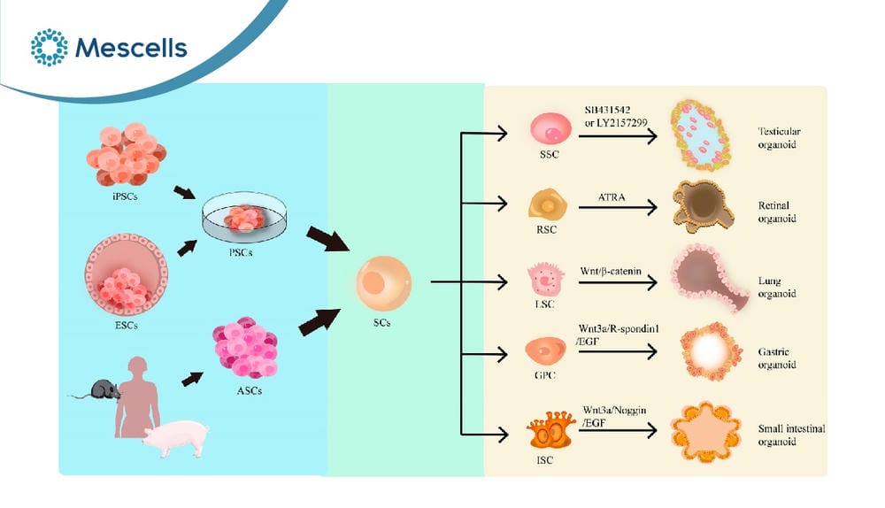 Organoid là gì Tiềm năng của công nghệ organoid-02