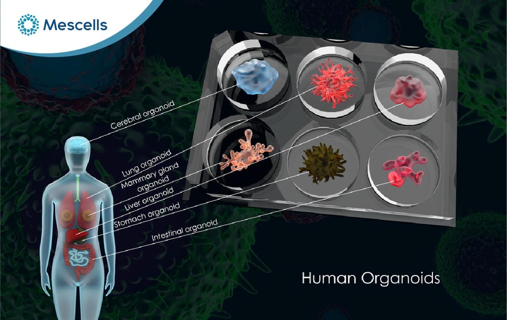 Organoid là gì Tiềm năng của công nghệ organoid-03