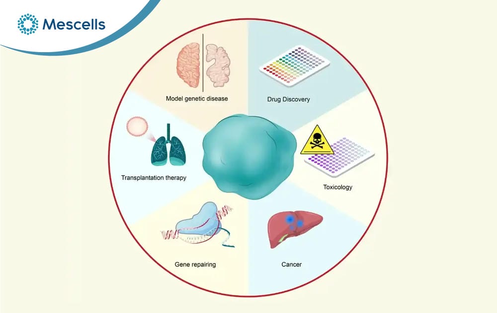 Organoid là gì Tiềm năng của công nghệ organoid-04
