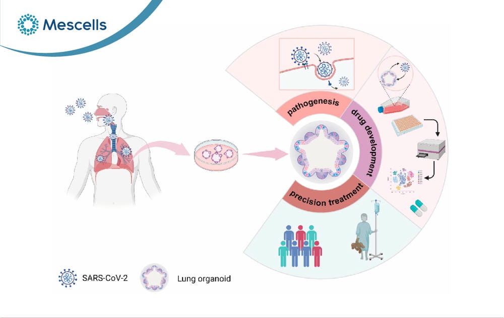 Organoid là gì Tiềm năng của công nghệ organoid-06