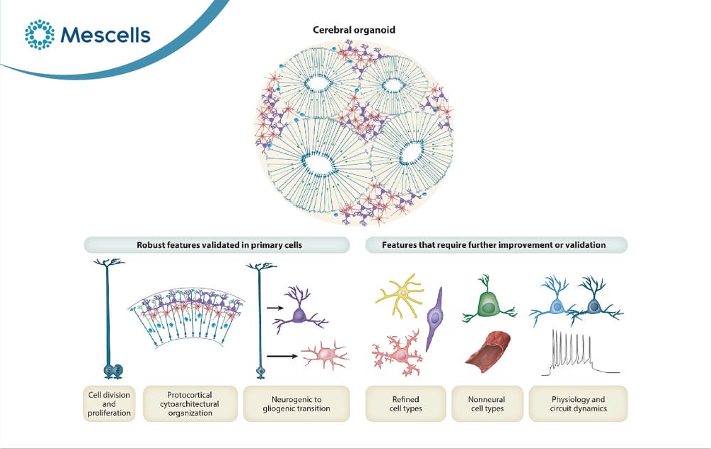 Organoid là gì Tiềm năng của công nghệ organoid-07