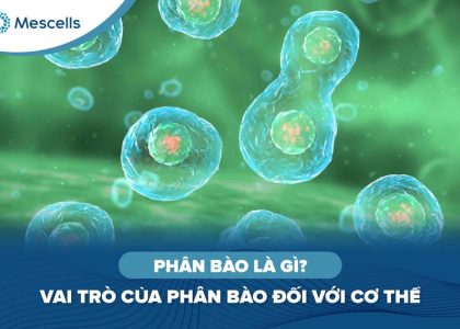 Phân bào là gì-01