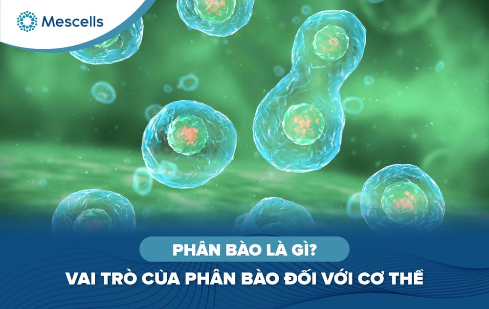 Phân bào là gì-01