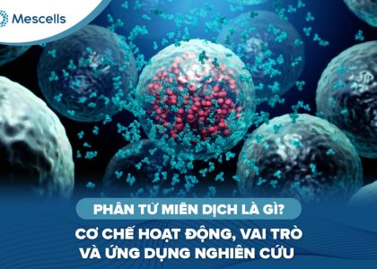 Phân tử miễn dịch là gì-01