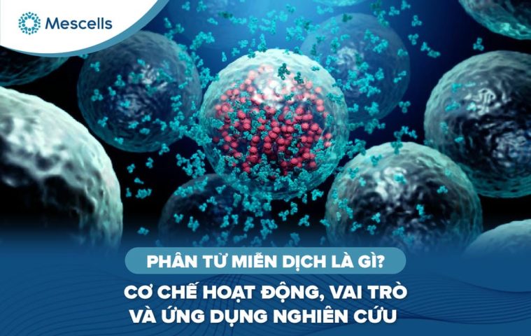 Phân tử miễn dịch là gì-01