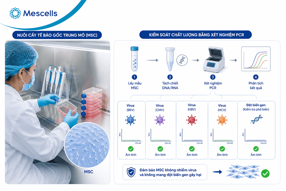 Quy trình ứng dụng xét nghiệm PCR kiểm soát chất lượng tế bào gốc