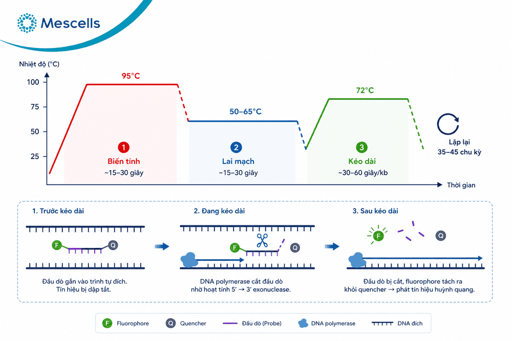 Sơ đồ chu kỳ nhiệt và cơ chế phát tín hiệu huỳnh quang của xét nghiệm PCR