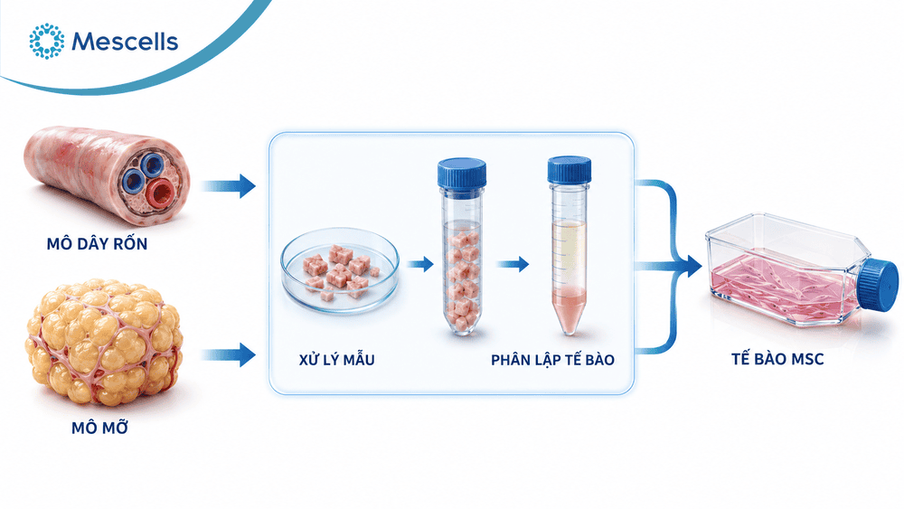 Tái tạo sụn khớp-04