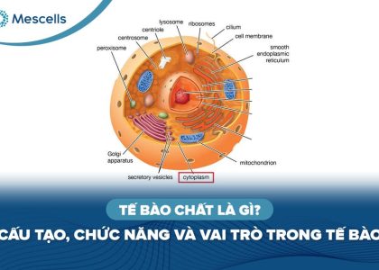 Tế bào chất là gì-01