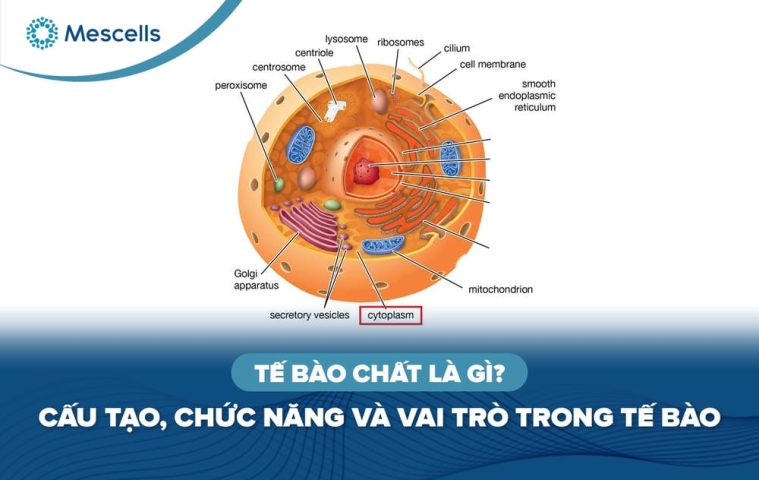 Tế bào chất là gì-01