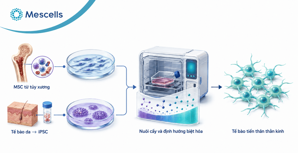 Tế bào gốc điều trị chấn thương tủy sống-3