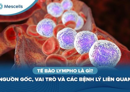 Tế bào lympho là gì-01