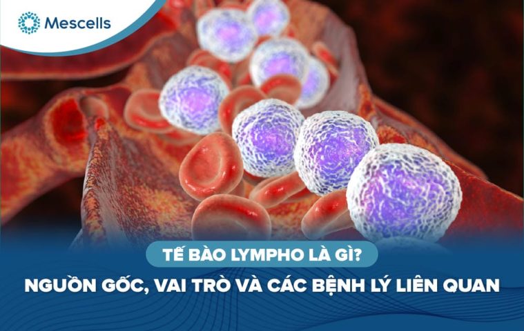 Tế bào lympho là gì-01