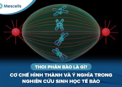 Thoi-phân-bào-là-gì-01