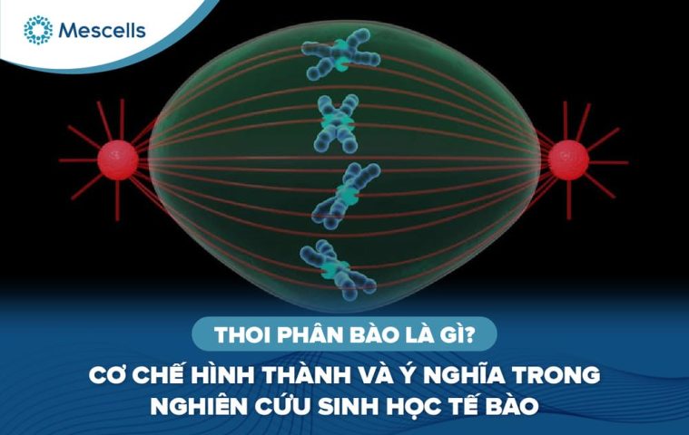 Thoi-phân-bào-là-gì-01