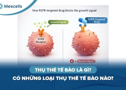 Thụ thể tế bào là gì-01